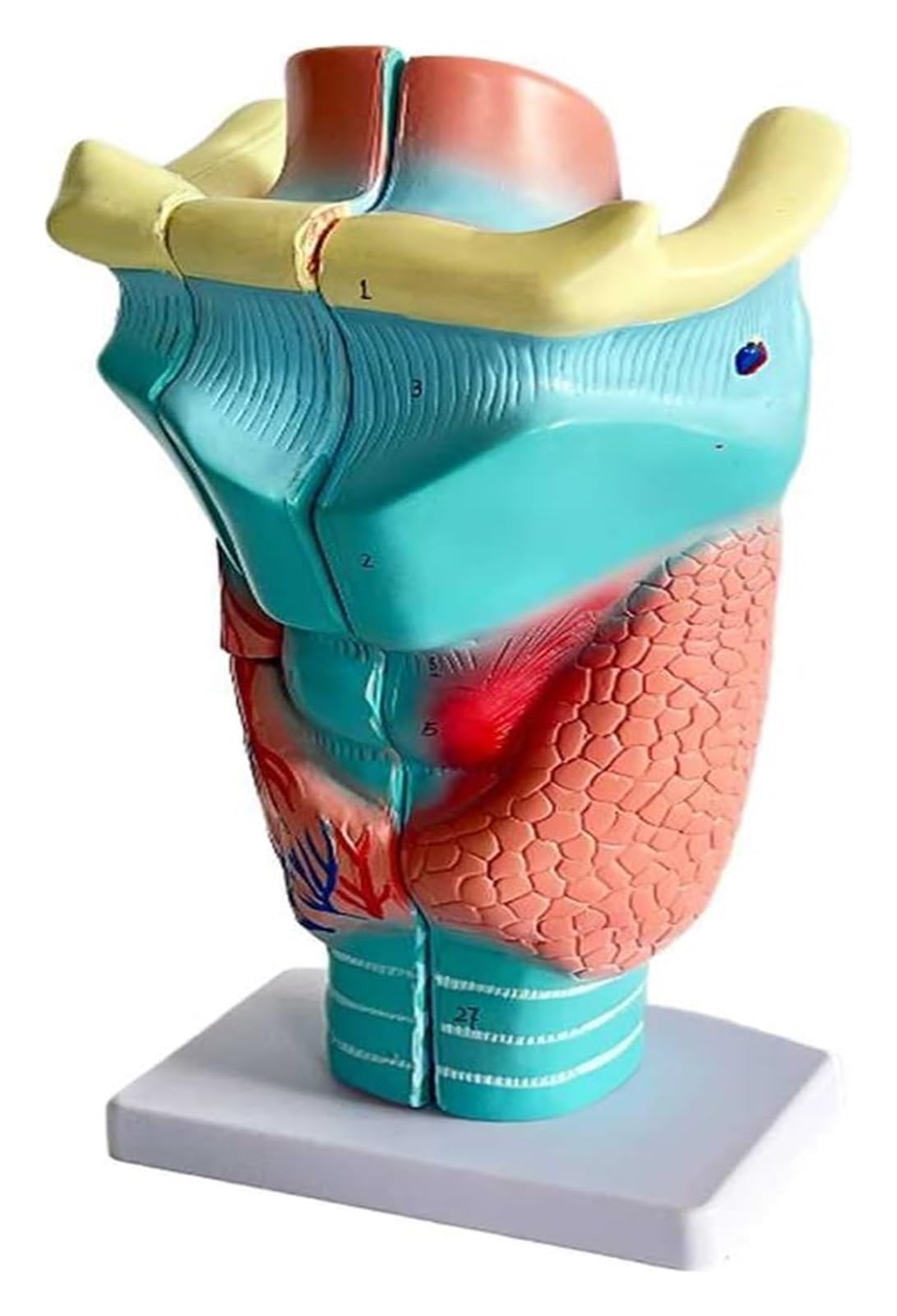 BuTkus2 Times Magnification Larynx Anatomy Model,with 3 Detachable Parts + Clear Texture Larynx Anatomical Modelo For Teaching Models Display