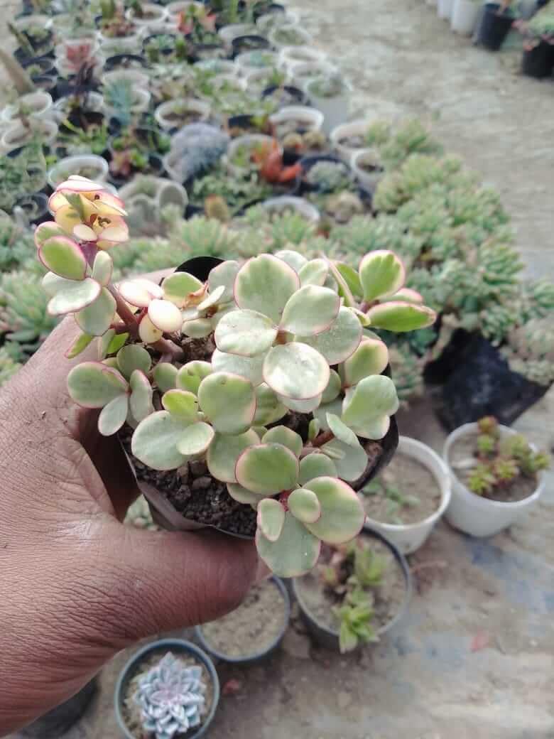 Jade Plant (Variegated) Succulent Plant (B0CNXCHMY4) Amazon Price History, Amazon Price Tracker