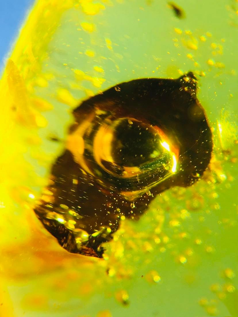 Burmese burmite Cretaceous Plant Foliage Fossil Amber Myanmar