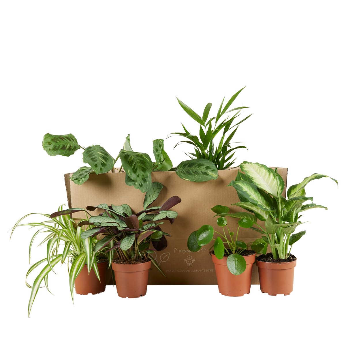 Bloomique - 12er Set - Pflanzenüberraschung - Grüne Pflanzenmischung - Zimmerpflanzen - Pflegeleicht - Luftreinigend - Höhe 25-50 cm - Topf 12 cm