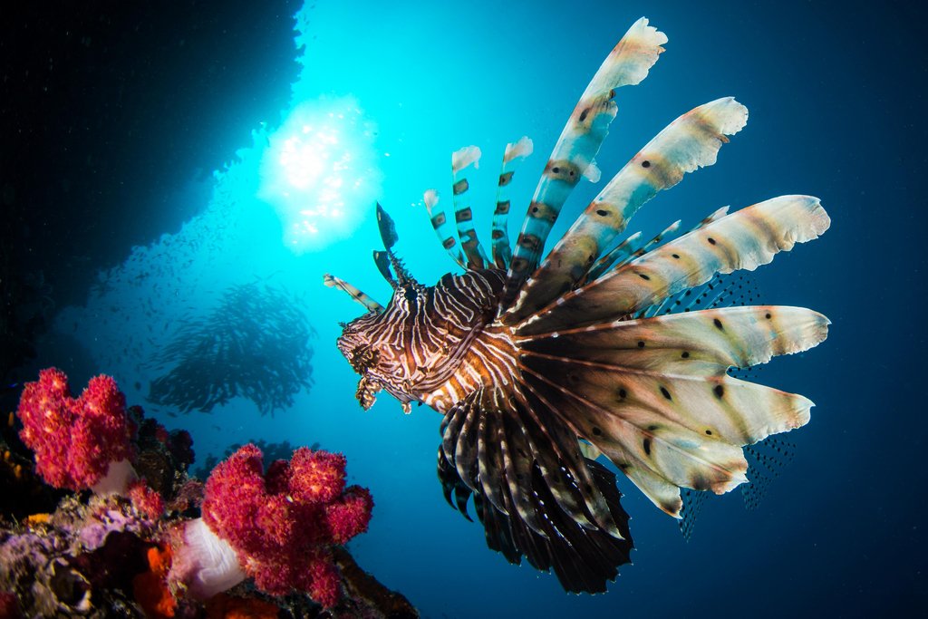 Amazon.com: Laminated Red Lionfish Swimming in a Reef Photograph