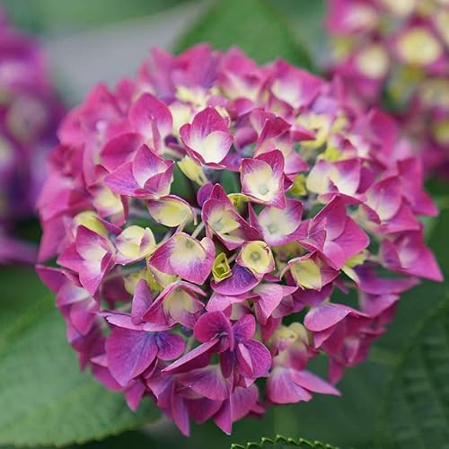 Miniatura 4 de Wee Bit Giddy Bigleaf Hydrangea - Maceta de 4" - Ganadores probados