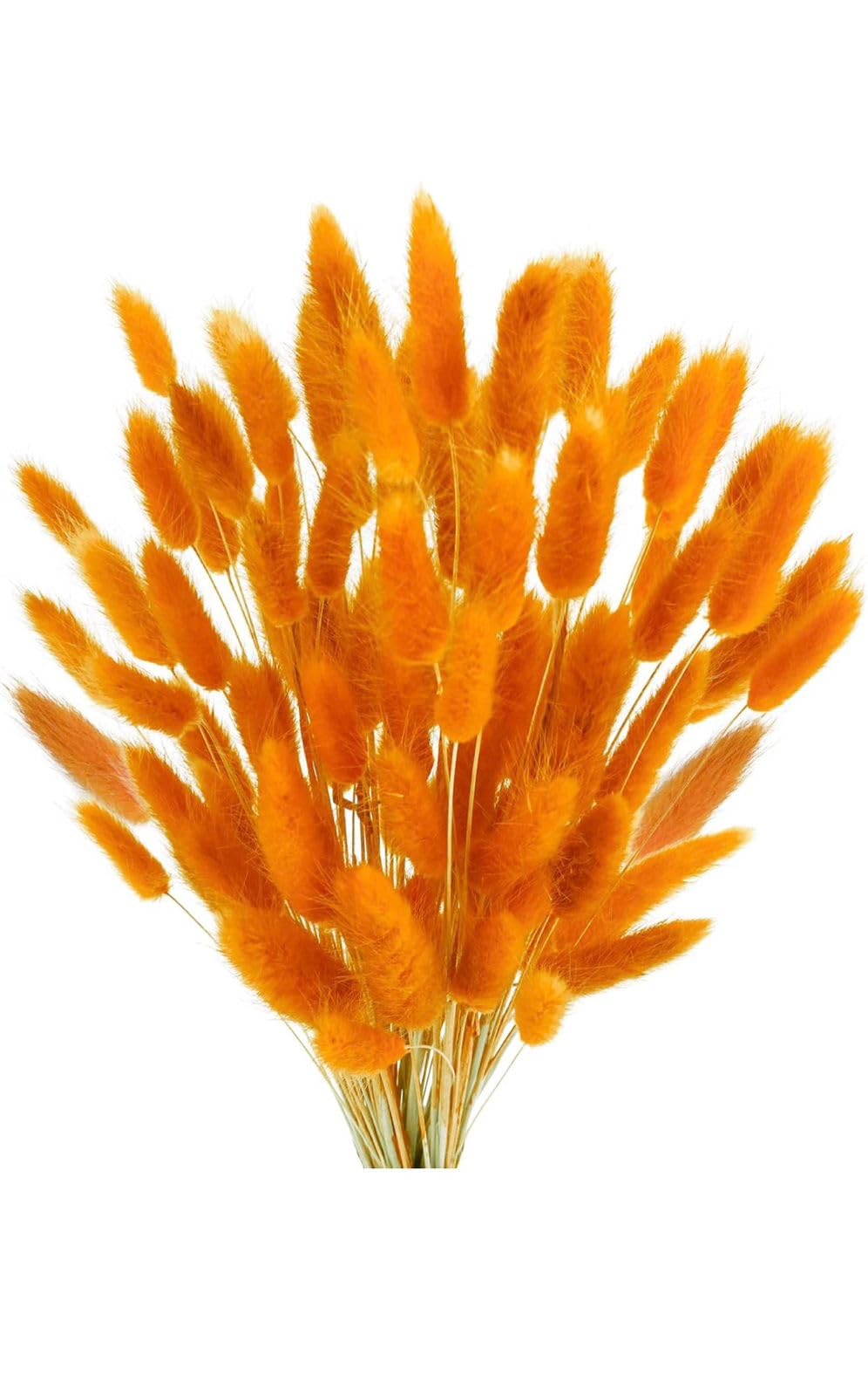 Dried Bunny Tail Grass Bunch, Orange, Natural Pampas Decor for Home Vase Arrangements (Orange)-picture-38
