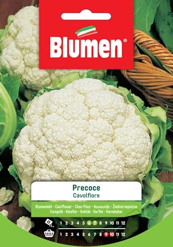 SEMI CAVOLFIORE PRECOCE BLUMEN
