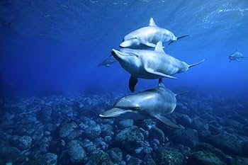 別野加奈/海辺の花屋/アンビエント/廃盤CD/未開封品/ 別野加奈/海辺の花屋/アンビエント/廃盤CD/未開封品/ - メルカリ