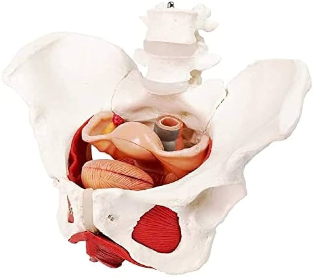 女性型骨盤、骨盤底および会陰のモデル取り外し可能な内臓器官付き 女性骨盤，内臓・骨盤底筋付，6分解モデル | 日本スリービー