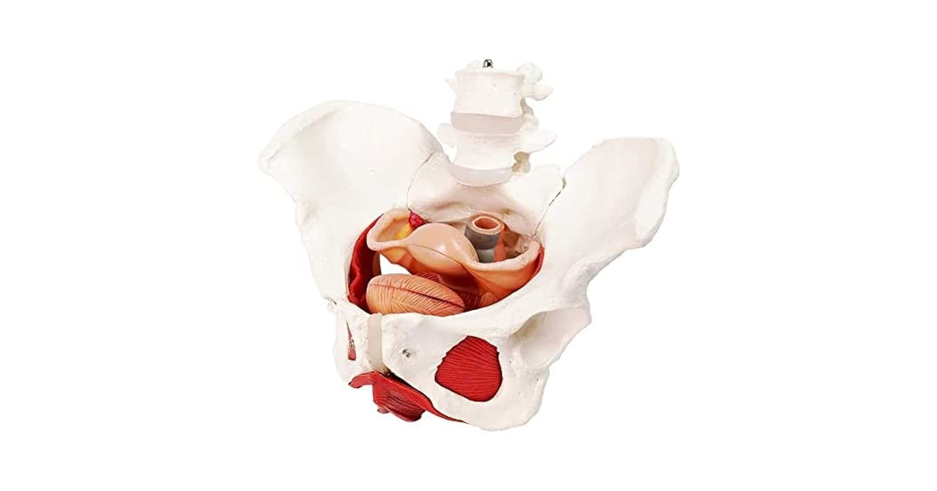 女性型骨盤、骨盤底および会陰のモデル取り外し可能な内臓器官付き 女性型骨盤、骨盤底および会陰のモデル取り外し可能な内臓器官付き