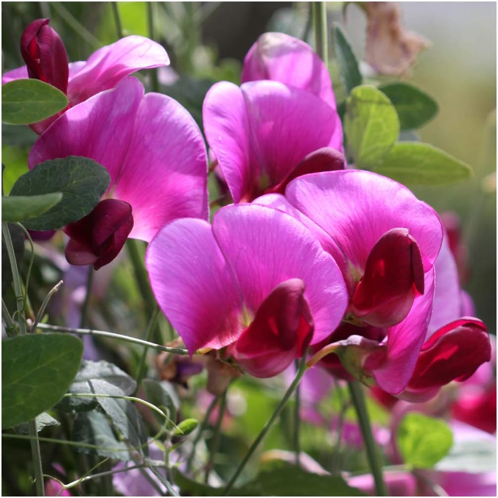 Lathyrus latifolius 'Red Pearl' Seeds. Red Perennial Sweet Peas RHS AGM