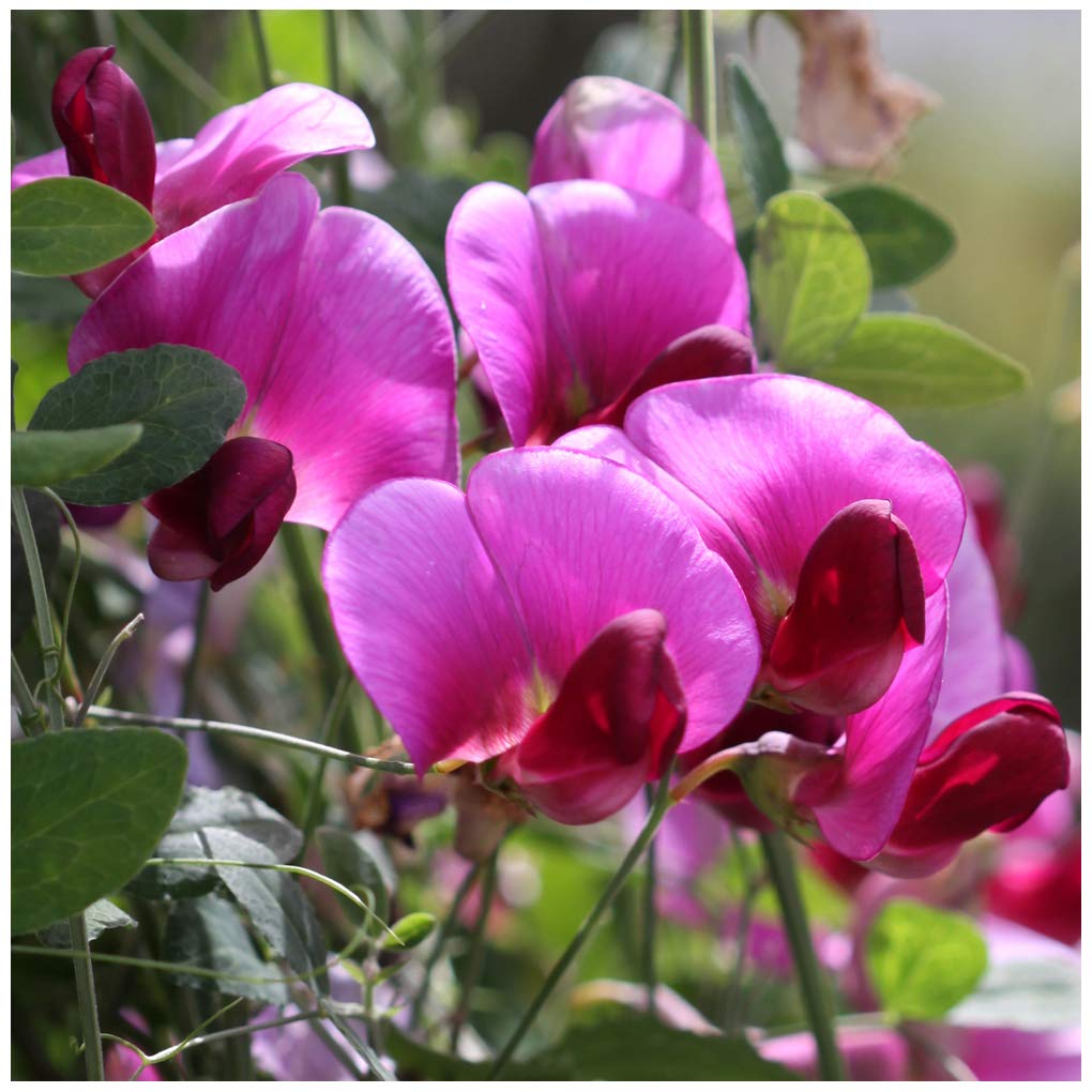 Lathyrus latifolius 'Red Pearl' Seeds. Red Perennial Sweet Peas RHS AGM