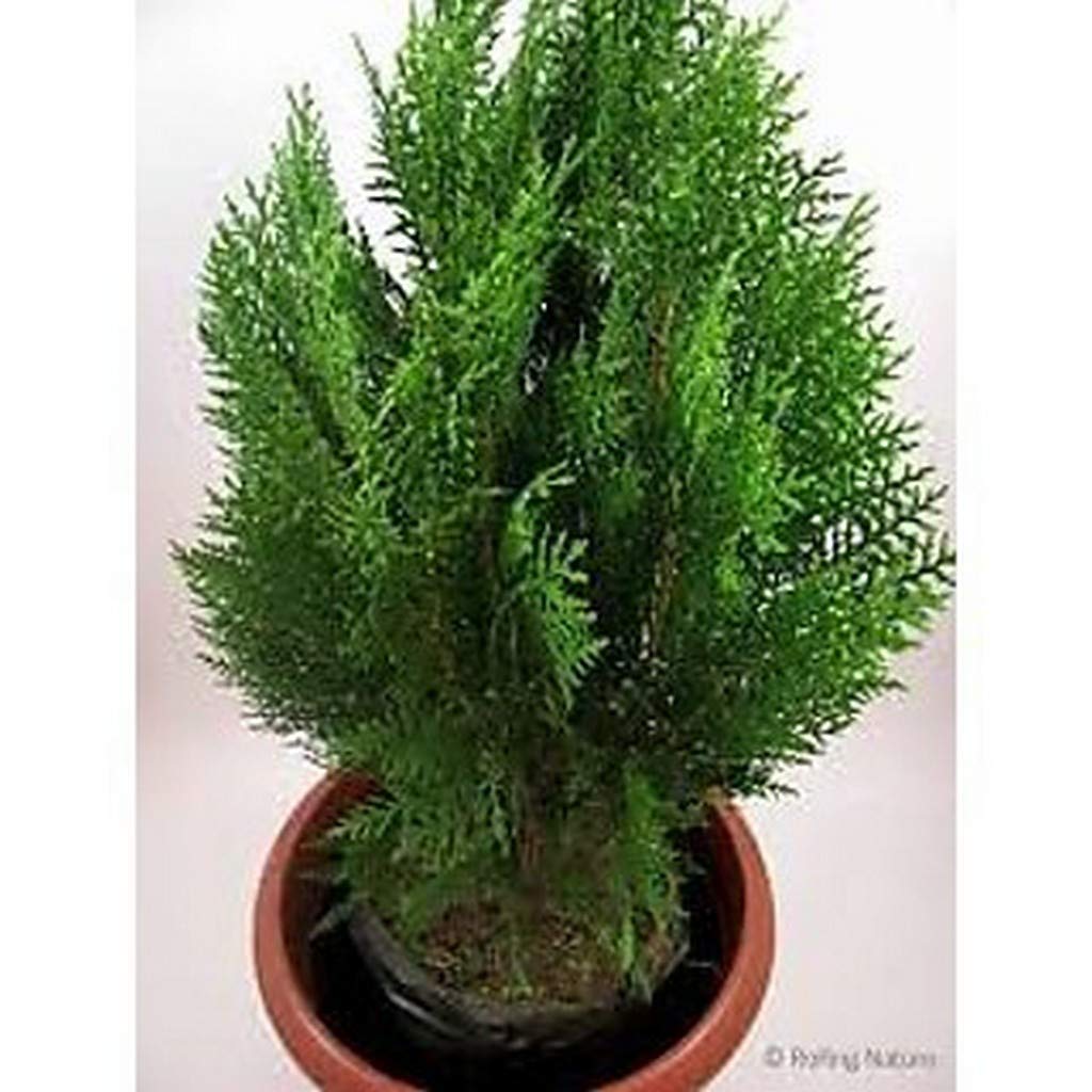 Creative Farmer Live Plant Thuja 10 Plants For Indoor Outdoor Uses (Without Pot) Garden (Arborvitae) Balconies (1 Live …Ornamental Plant) (B08Q8J631P) Amazon Price History, Amazon Price Tracker