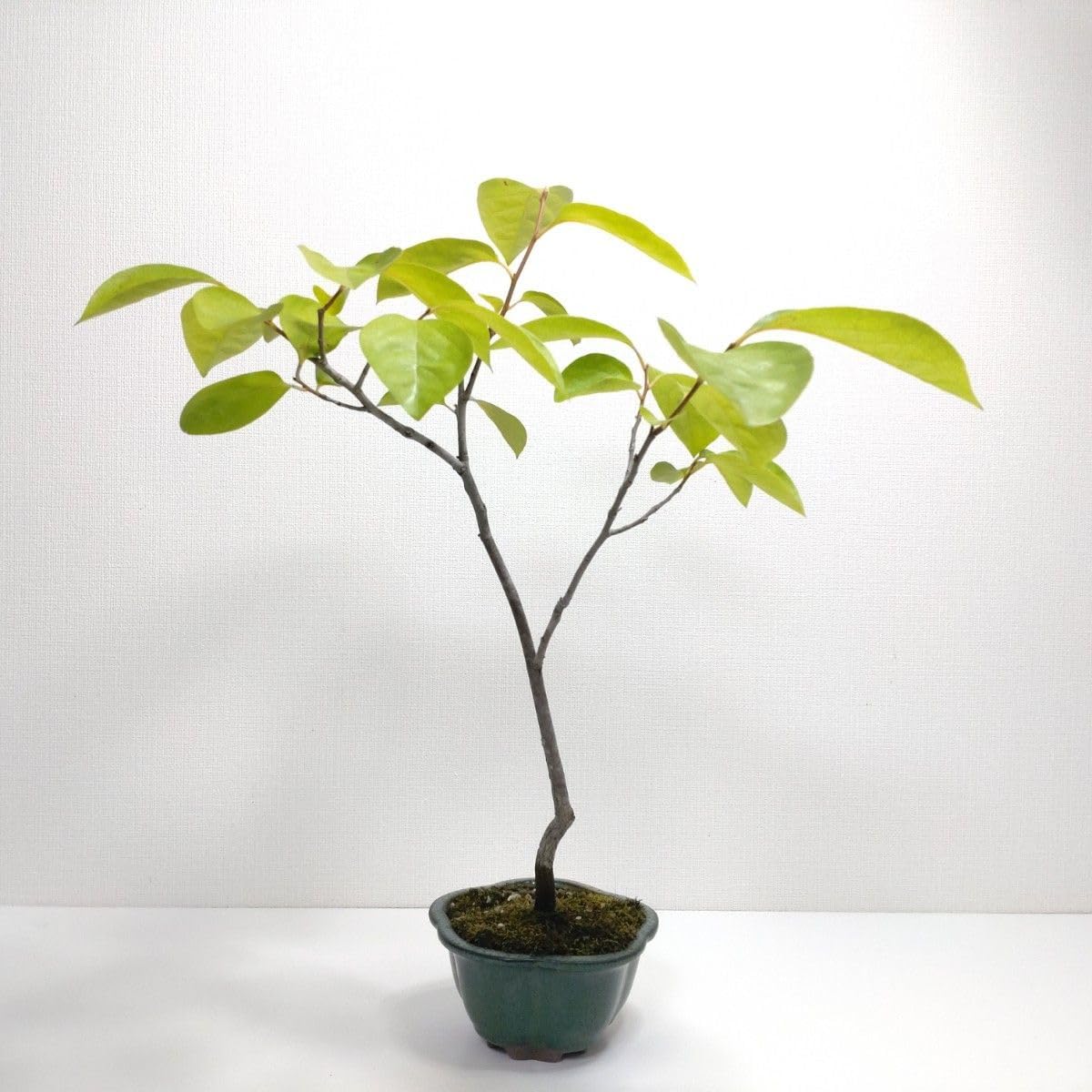 完成品！隠れ家付き｜苔と観葉植物の癒し空間／生体ケージ（グラス