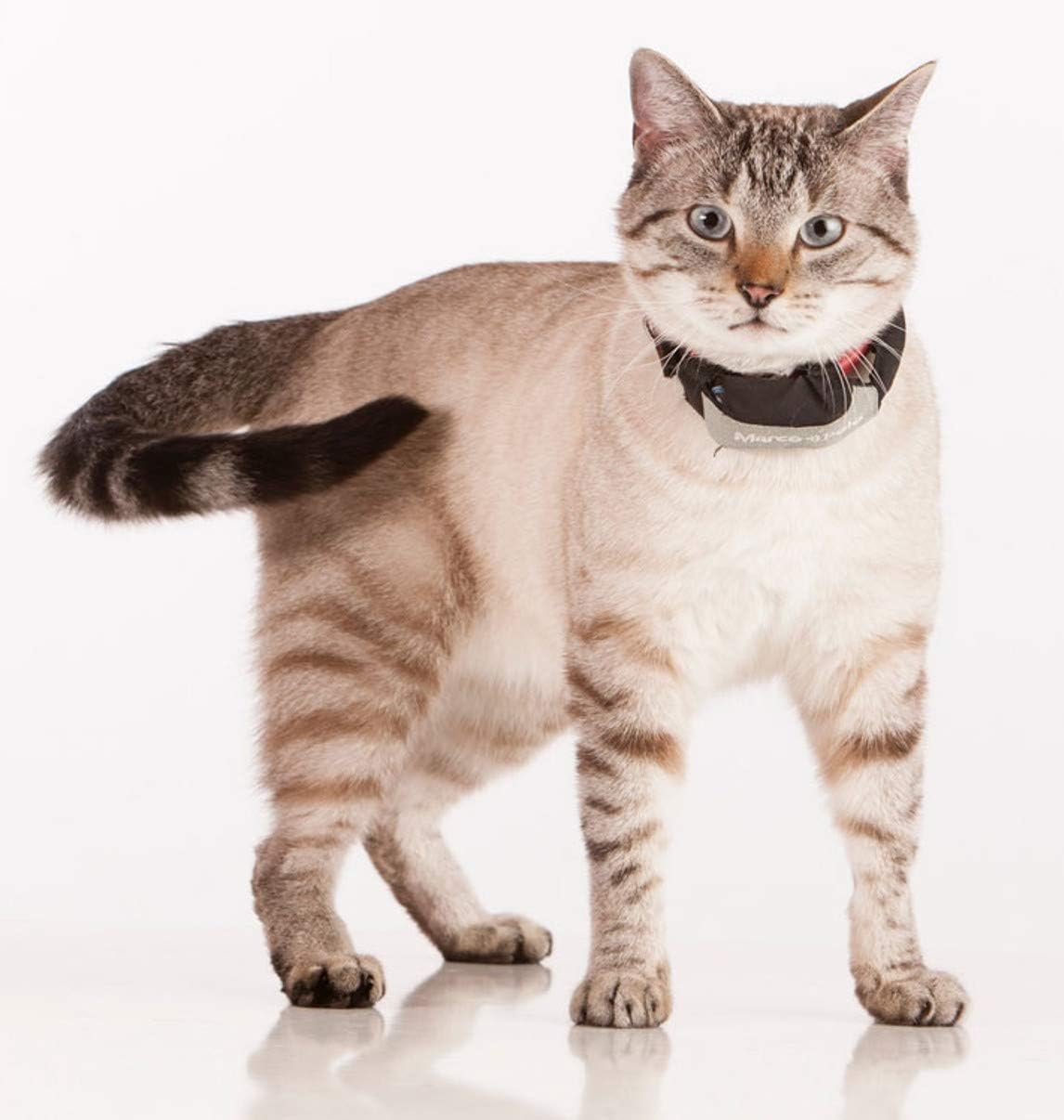 2-Pet Tracking System for Large and Small Dogs and Cats, Waterproof and Rugged, No Cellular Service Needed, No Monthly Fees - image 4
