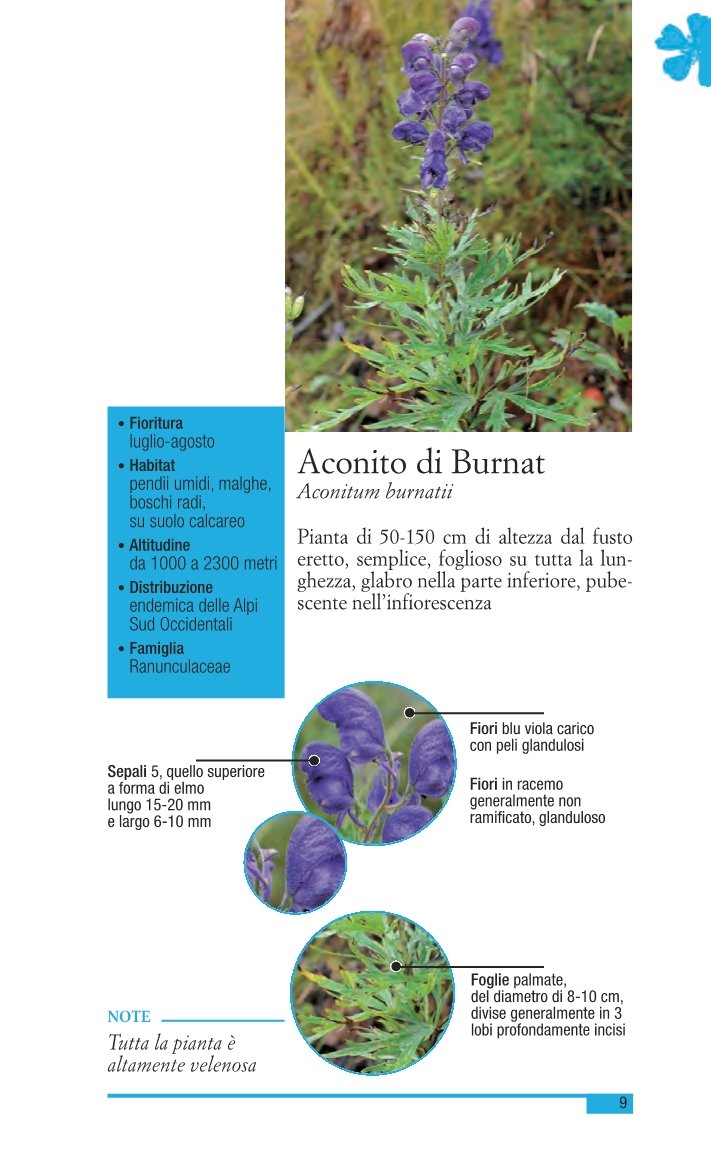 Fiori di montagna delle Alpi sud occidentali. Ediz. illustrata