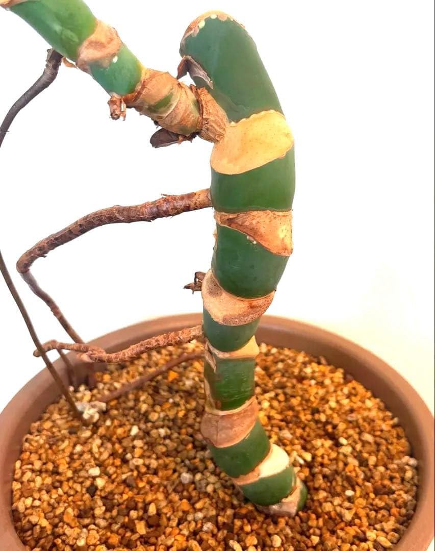 Amazon｜特大モンステラ 鉢のまま｜観葉植物 オンライン通販