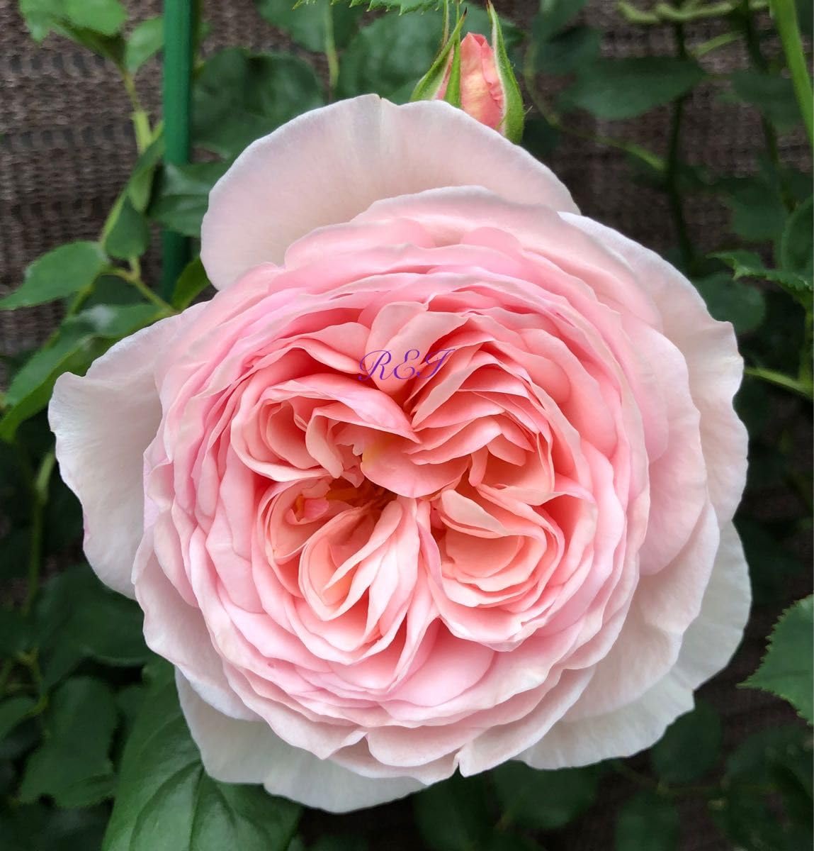 専用バラ苗 バラ挿し木苗 いえ① img_cache_r_7158_c_1463913169_