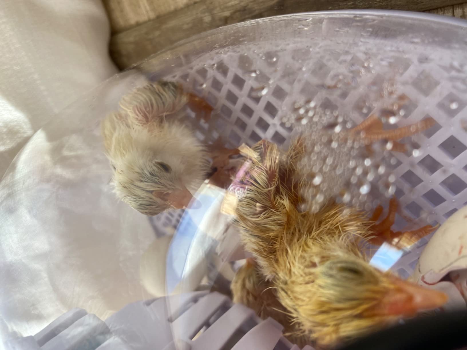 9/mo Finance PTGVCTA 12 Eggs Incubator Humidity Control and Display, Automatic Egg Turner