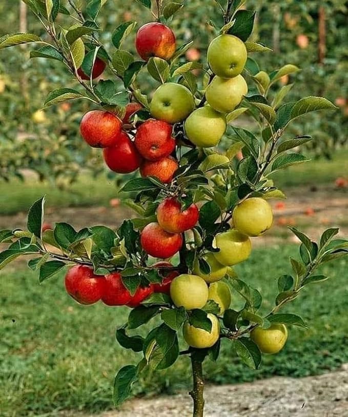 Kashmiri Apple varity Plant, gratfed Sev plant Hybrid, Comfortable for home gardening- 1 Live Plant with Polybag (B0D6QZBX6H) Amazon Price History, Amazon Price Tracker
