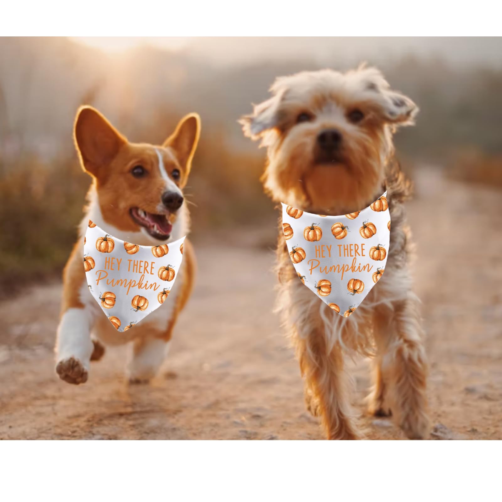 CENWA 1 Piece Fall Dog Bandana Hey There Pumpkin Puppy Scarf Thanksgiving Dog Bandana (HEY THERE Pumpkin D) - Image 4