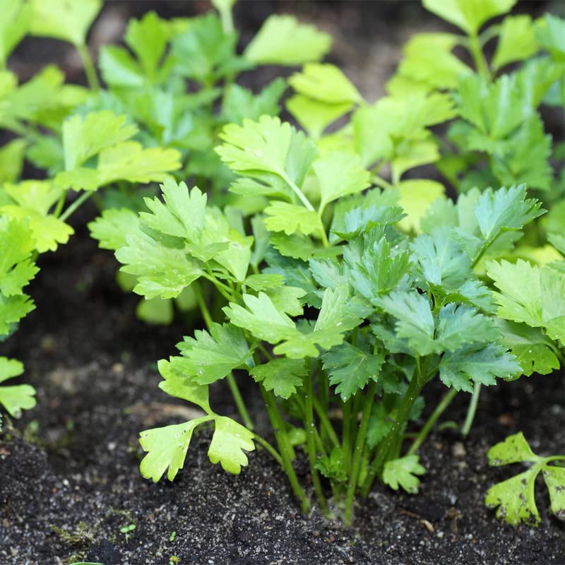 Miniatura 2 de Perejil-Gigante Italiano (100 Semillas)