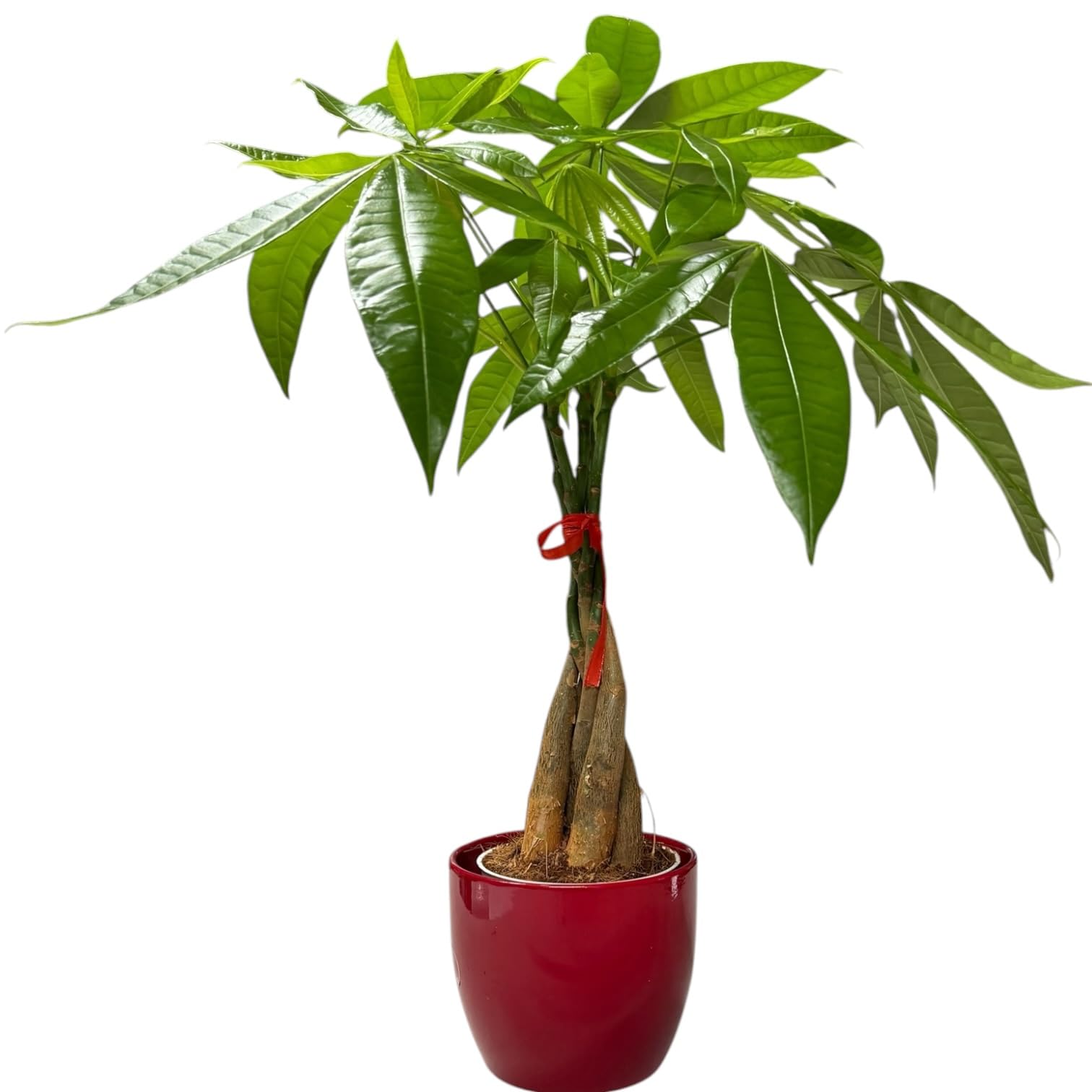 Hopewind Money Tree