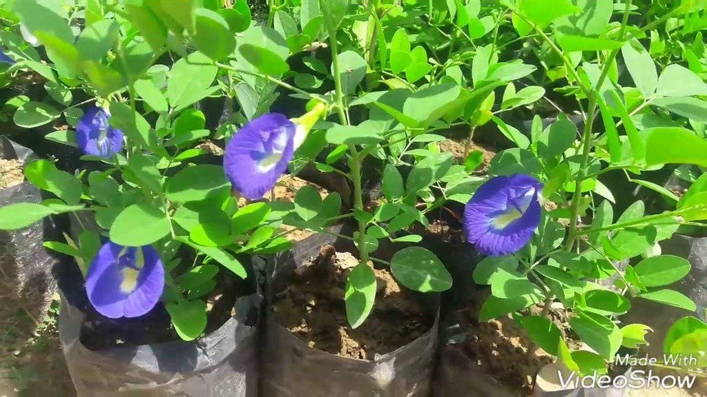 OhhSome Live Aparajita Sapling Plant, Asian Pigeonwings, Blue Pea (Clitoria Ternatea) (B09N9DV6HL) Amazon Price History, Amazon Price Tracker