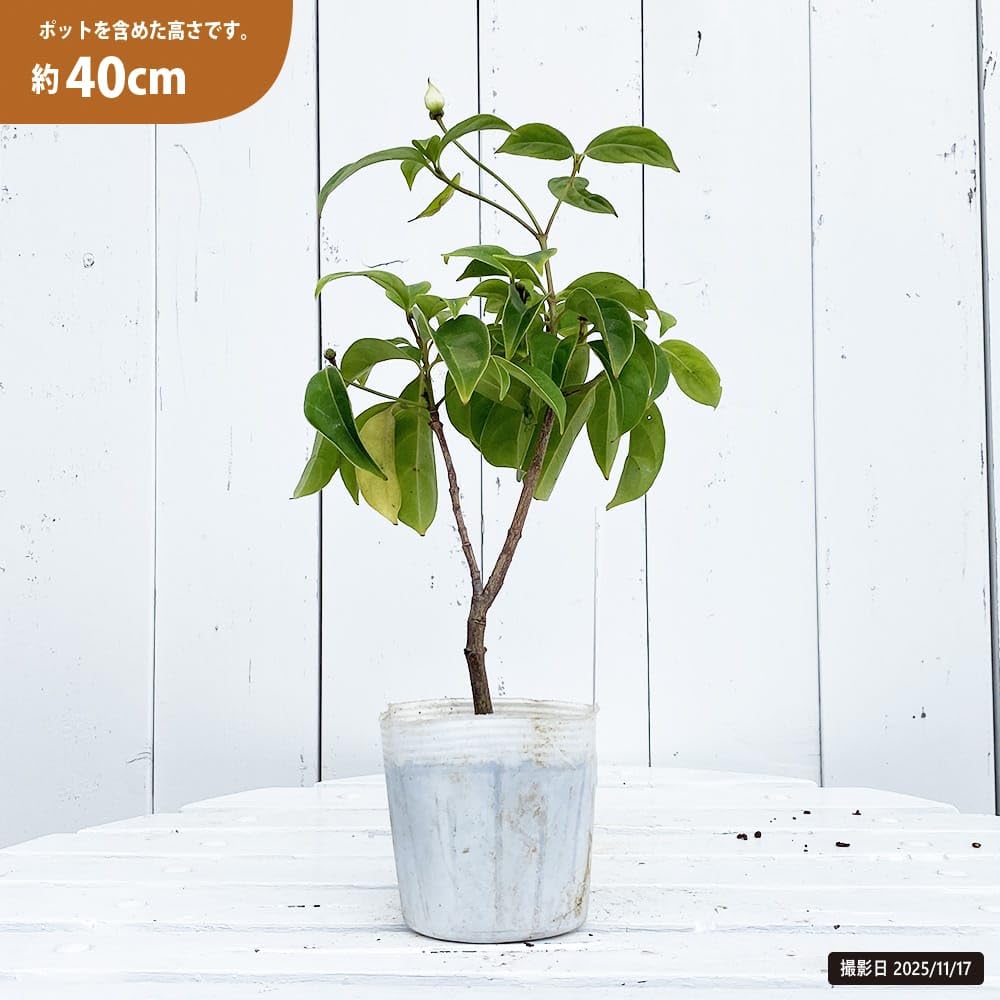 Amazon.co.jp: トキワヤマボウシ 【十五夜】 3.5号ポット苗 挿し木