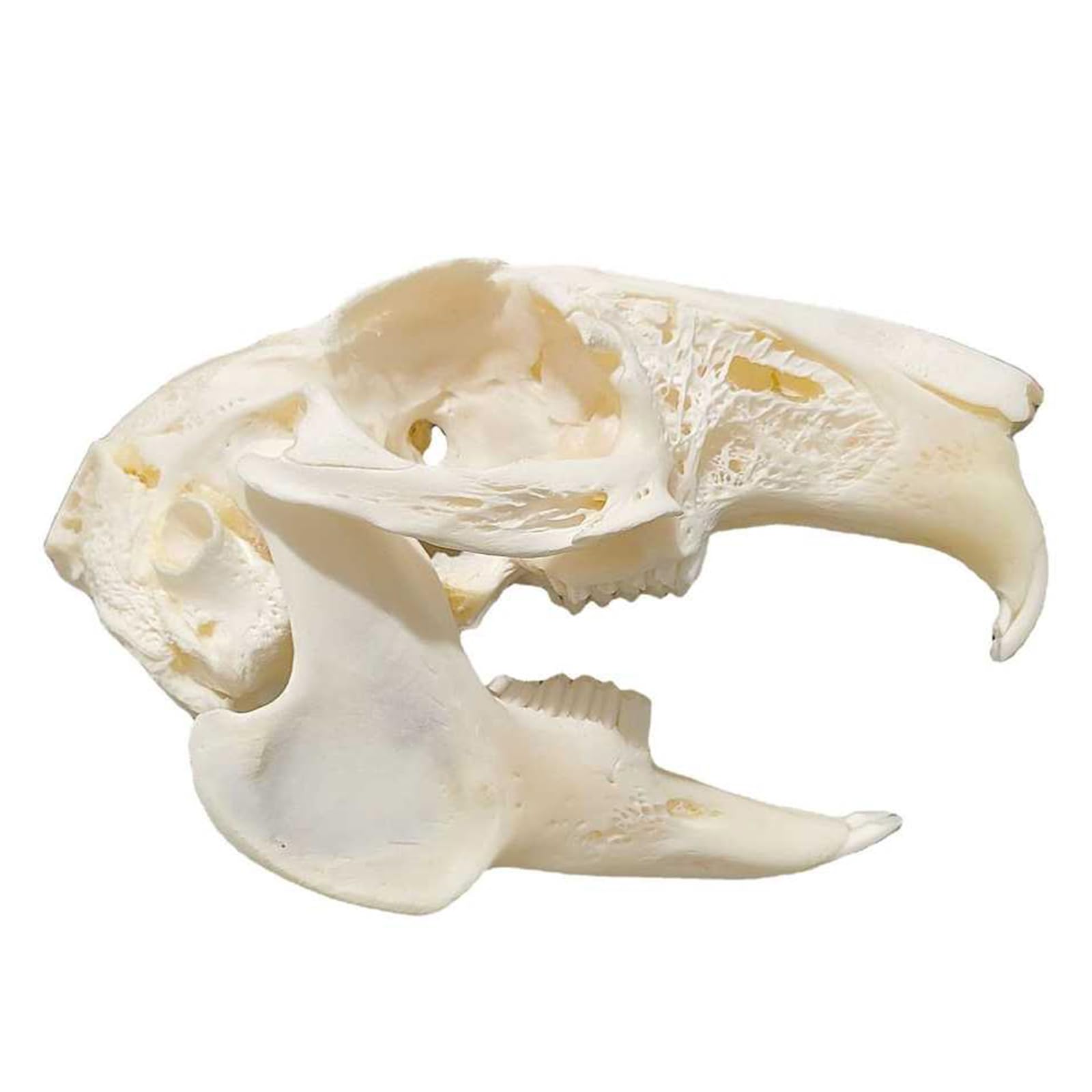 ウサギ 骨格標本 骨 標本 頭骨