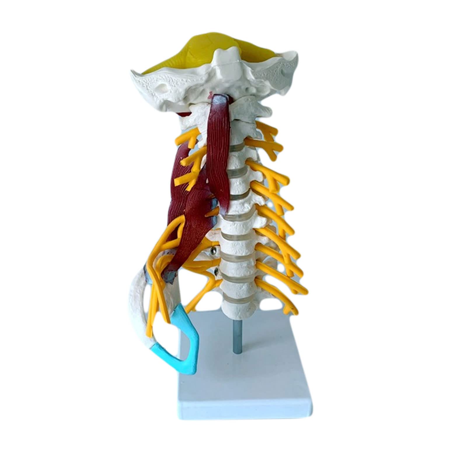 Model of Human Cervical Spine Model of Spine Muscle And Nerve Anatomy of The Spine, Scale 1: 1 for Training