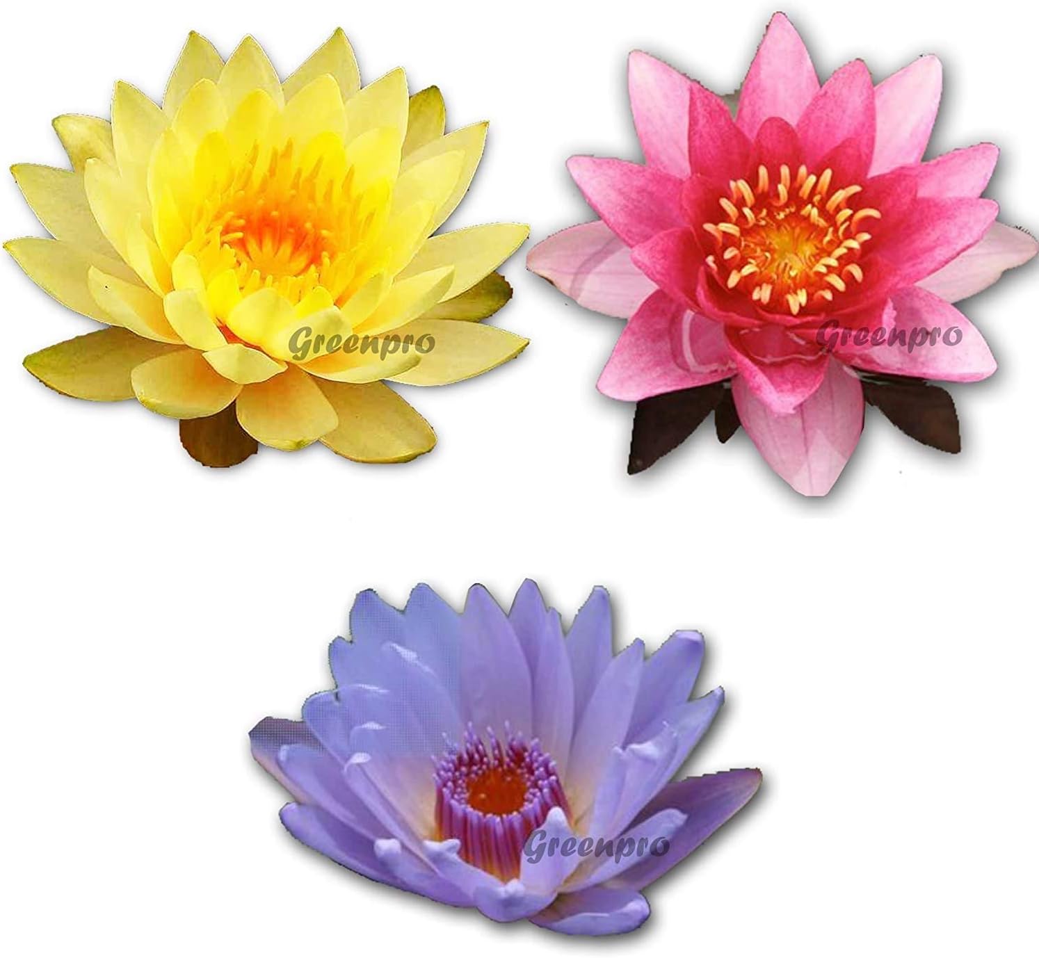 3 Pack Hardy Live Water Lily Tubers Nymphaea Inner Light | Marliacea Flammea | August Koch for Aquarium Freshwater Fish Pond Plant by Greenpro