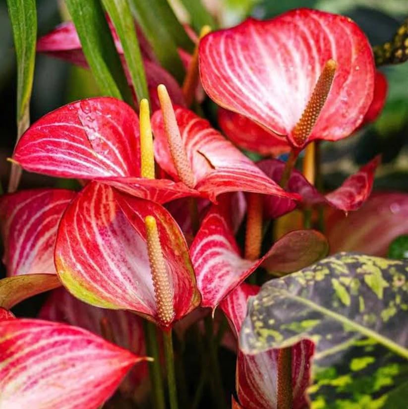 Image of Anthurium Live Plant with Plastic Pot | Air Purifying Flamingo Flower Plant | Rare Laceleaf Indoor Decorative Plant for Home Office