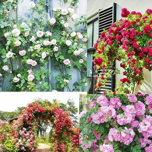 Image of 250+ Seeds || All Time Bloom Climbing Rose Imported Flower Seeds - Multi Colour Hybrid Variety, 96% Germination, Fast Growing Creeper for Balcony, Garden & Terrace || Pack of 250+ Seeds.