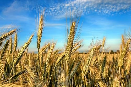 Aroostook Rye Grain Seeds - 700 Count