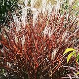 Ornamental Grass, Flame Grass, Outdoor Planting, Miscanthus Purpurascens, 3 Root Divisions, Zones 5-9