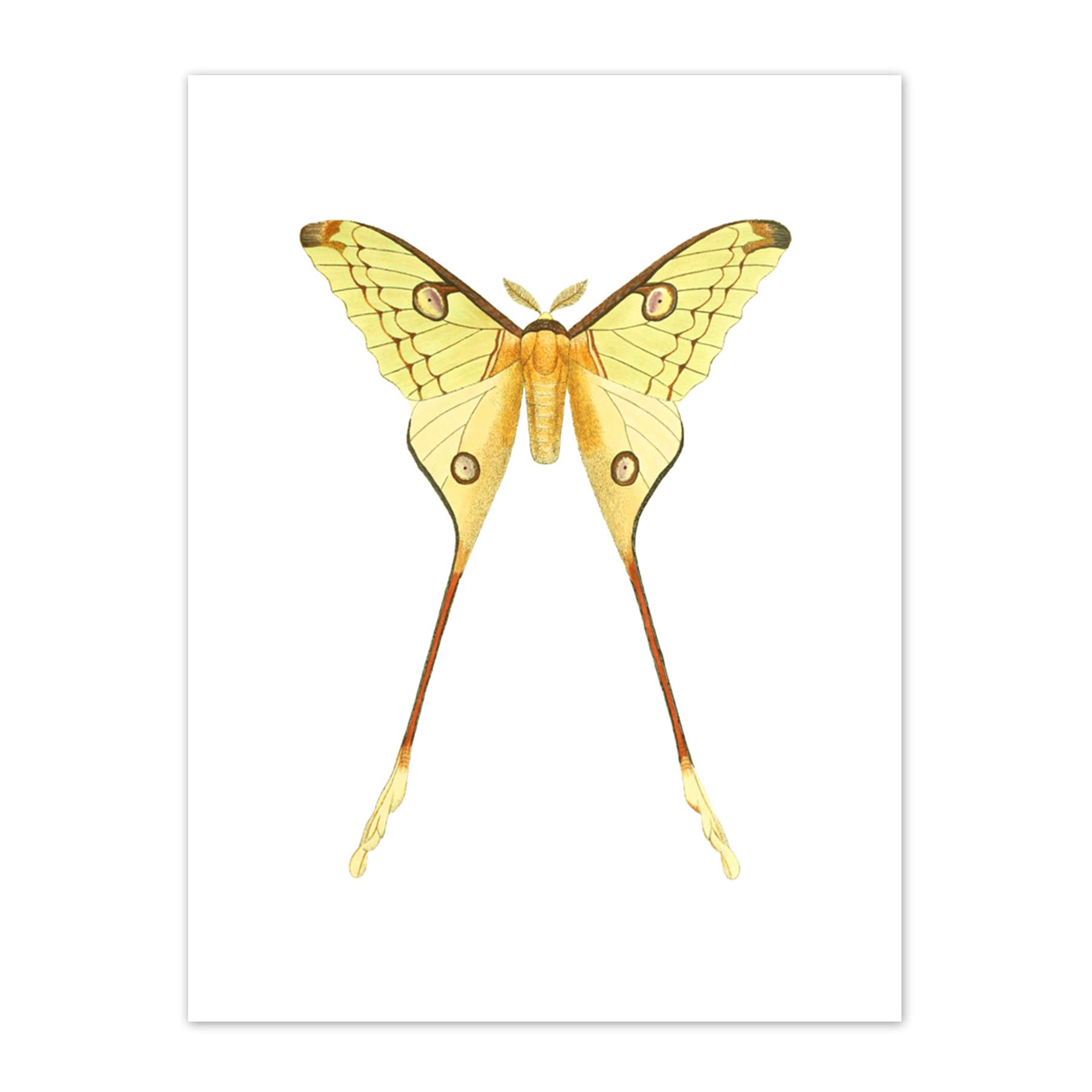 Wee Blue Coo Moth Yellow Illustration Art Print Canvas Premium Wall Decor Poster