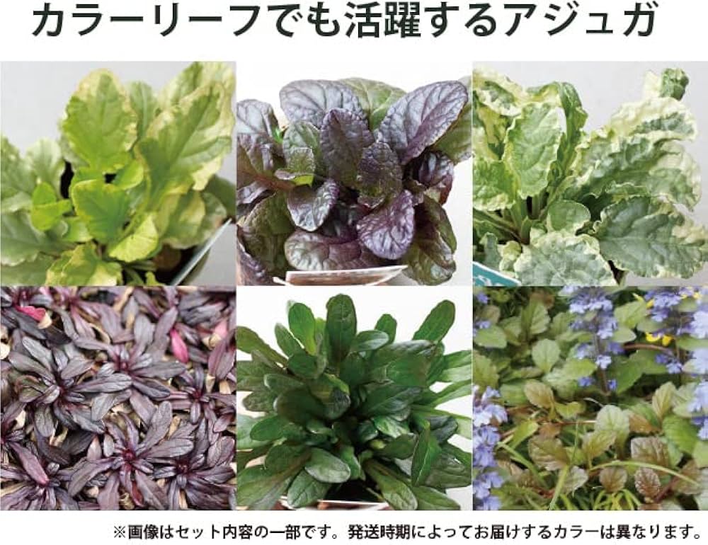 アジュガプラグ苗5種200本 アジュガプラグ苗5種200本