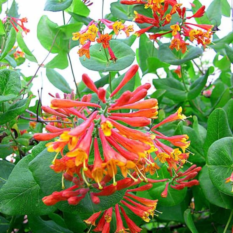 Amazon.com : Dropmore Scarlet Climbing Honeysuckle Plant Live, Fragrant  Honeysuckle Plants Vine Bushes in 2.5 Inch Pot : Patio, Lawn & Garden