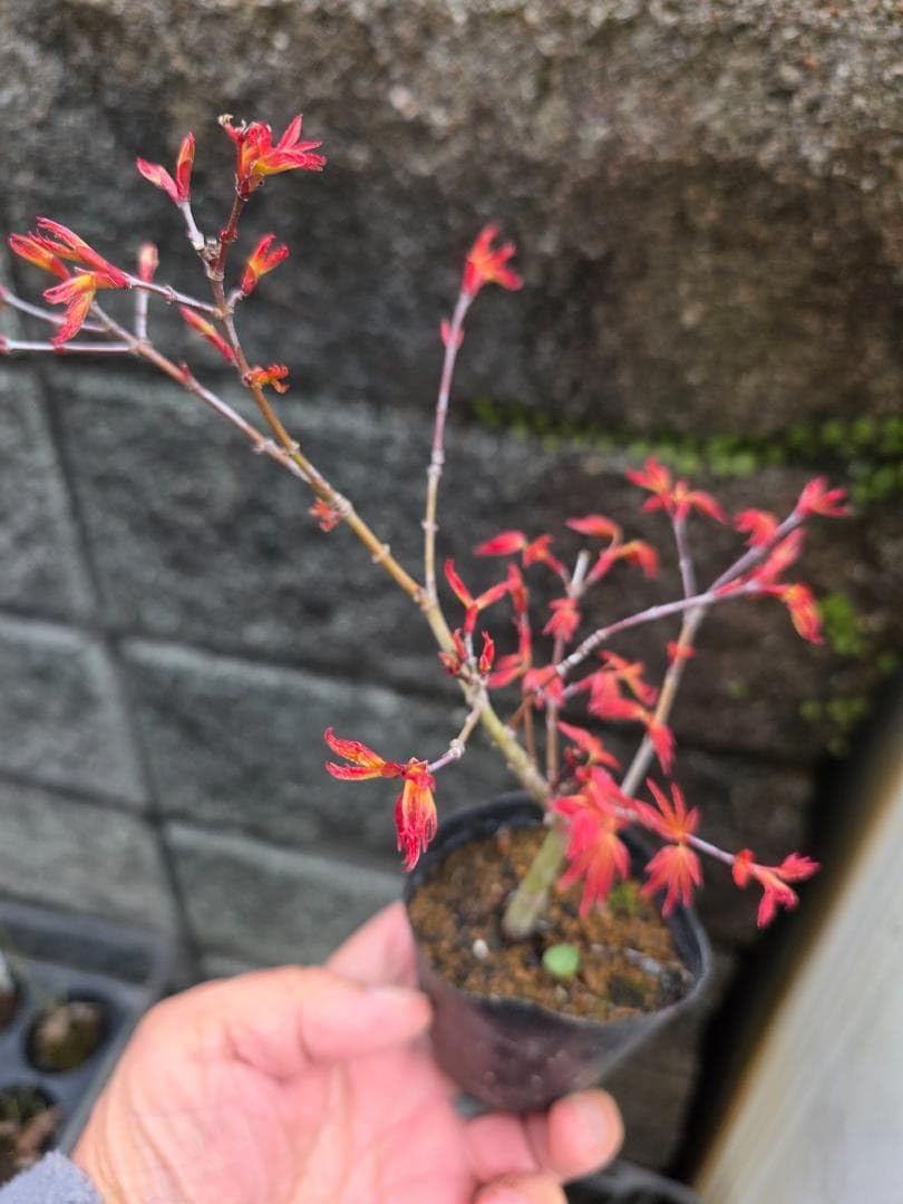 Amazon.co.jp: もみじ紅千鳥 な小盆栽素材 : ホーム＆キッチン