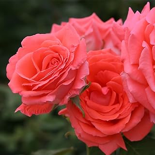 Heirloom Roses Fragrant Rose Bush - America™ Apricot Rose Plant, Climbin...