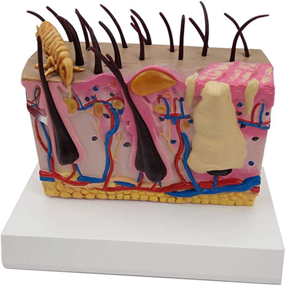 Buy Model of Human Skin Anatomical Cross Section Soft Material, Anatomy
