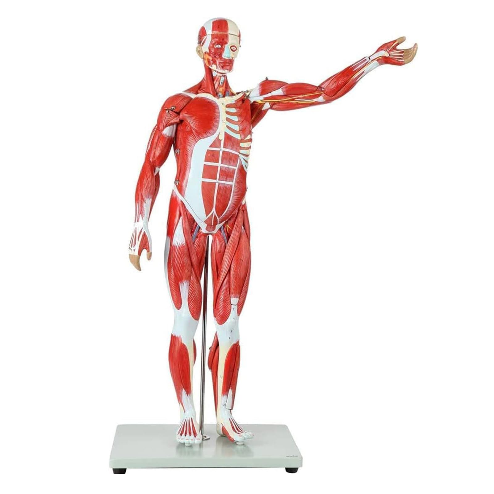 Amazon.co.jp: 胴体人間の筋肉の解剖学的モデル筋肉構造モデル取り外し