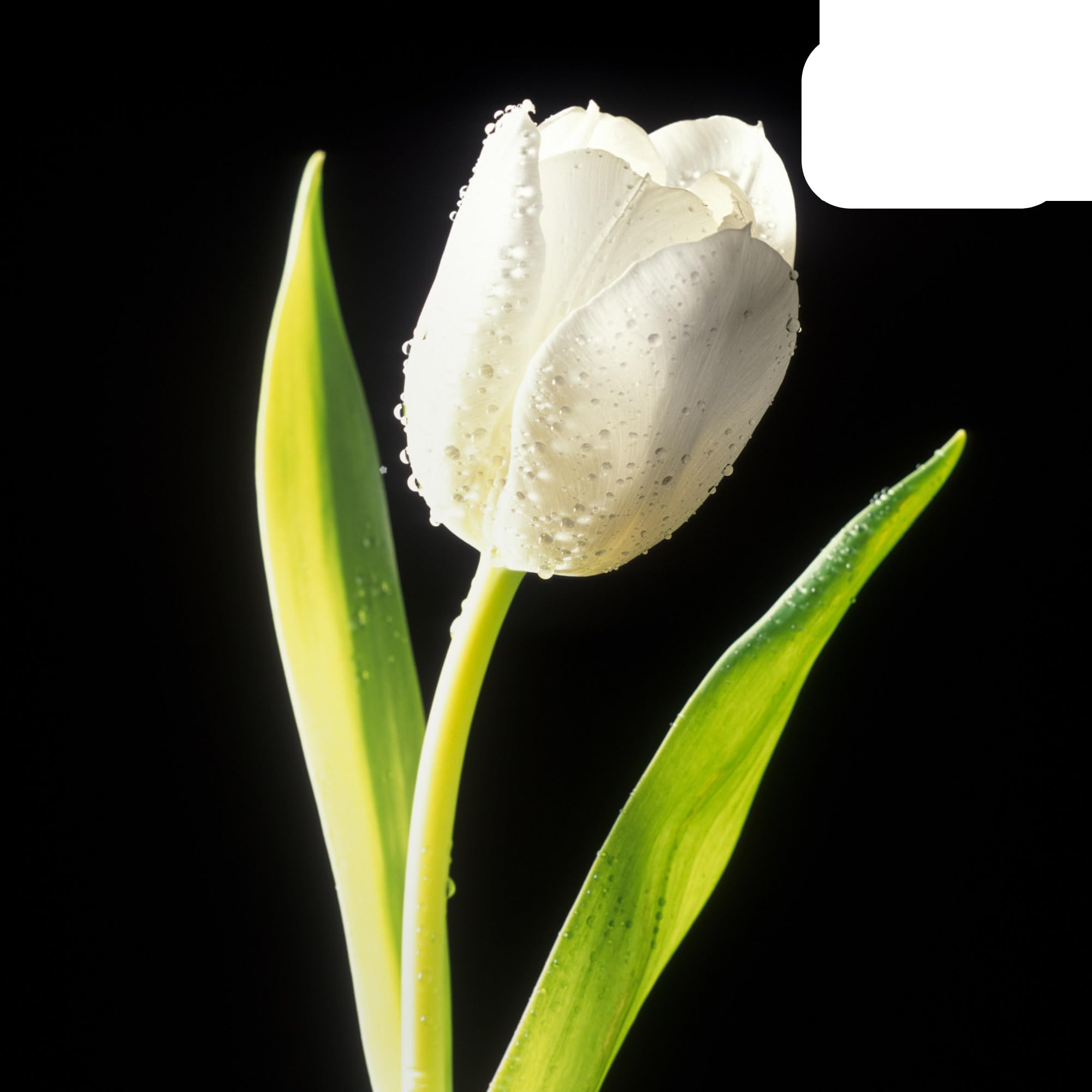 Bulbos de tulipán 'Catherina' | 20 Piezas | Tulipán Blanco Puro - 30-50cm - Ø5cm - bulbo de flor - Planta de jardín