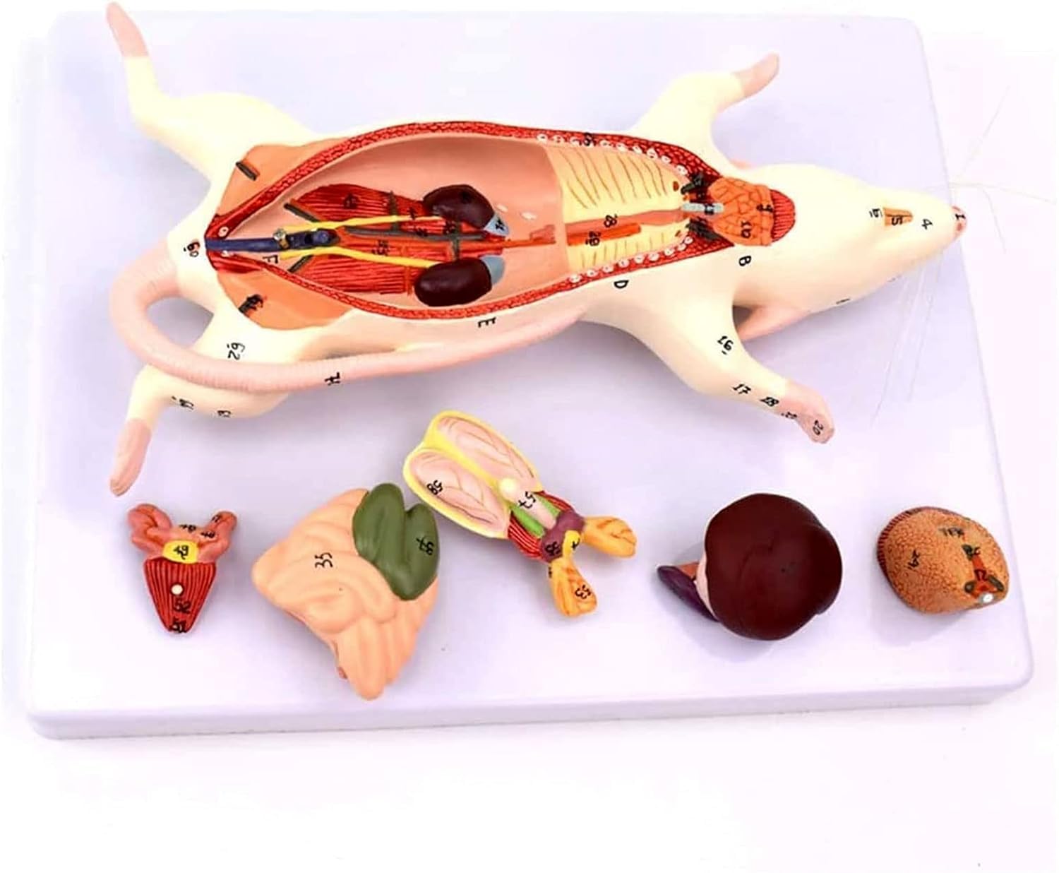 1 szt. Model anatomiczny myszy do zastosowań w opiece zdrowotnej – do szkoleń z zakresu weterynarii i biologii