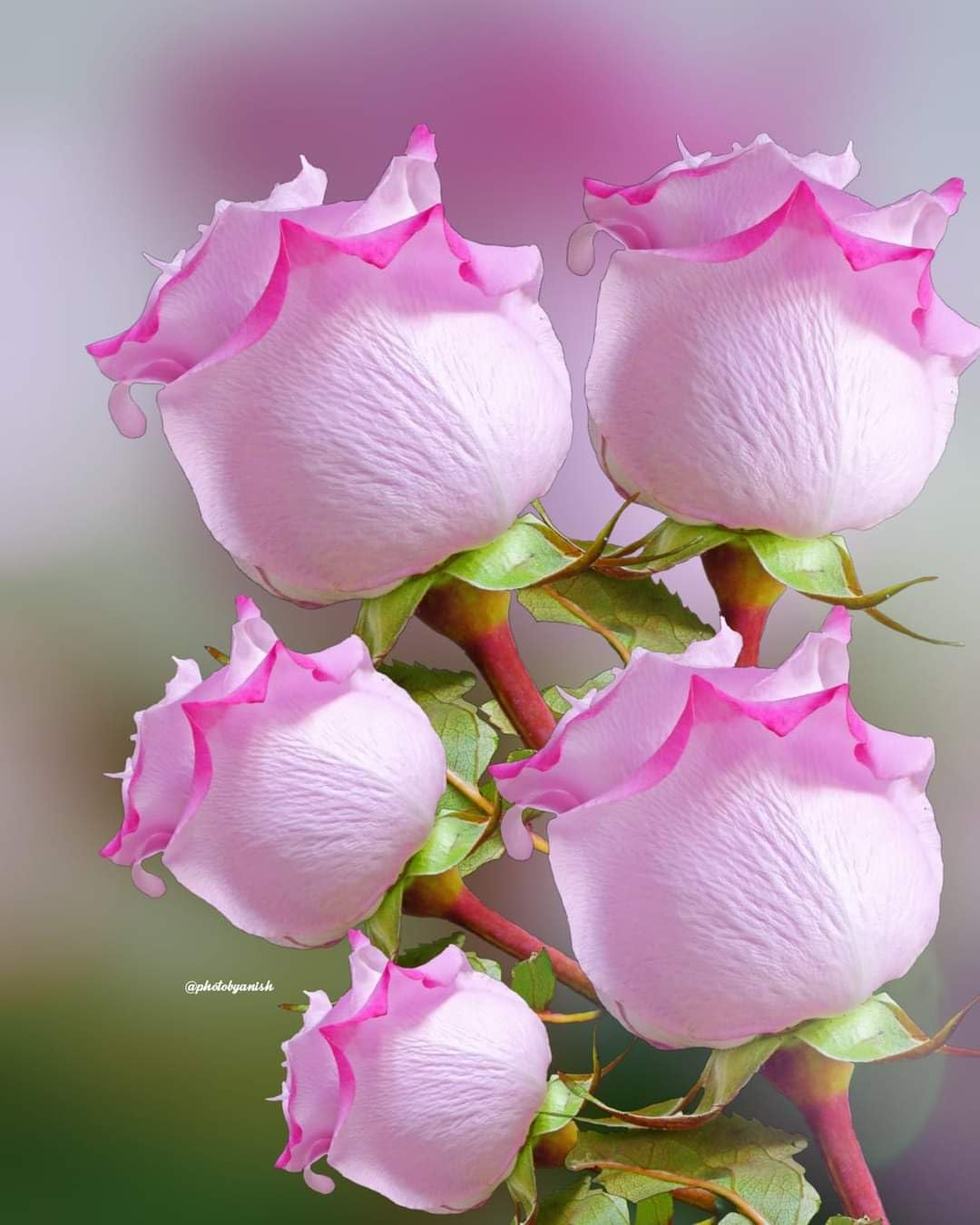 See full amazon price history chart for Chakla Grafted Special Hybrid White & Pink Rose Plant, Pack Of 1 Helathy Plant, Packing quality High Secure. Chakla Grafted Special Hybrid White & Pink Rose Plant, Pack Of 1 Helathy Plant, Packing quality High Secure. (B0CKNGVSNQ) Amazon Price History, Amazon Price Tracker