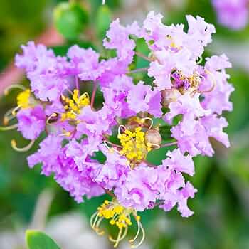 61NWZ9bB3RL._AC_UF350,