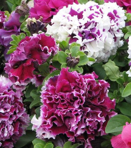 30 Mixed Pirouette Petunia Seeds 30 Mixed Pirouette Petunia Seeds