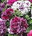 30 Mixed Pirouette Petunia Seeds
