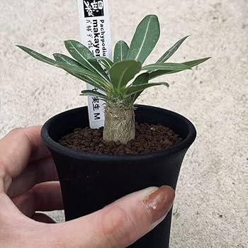 パキポディウム 一本尼✖️魔界王　実生 パキポディウム 一本尼✖️魔界王 実生