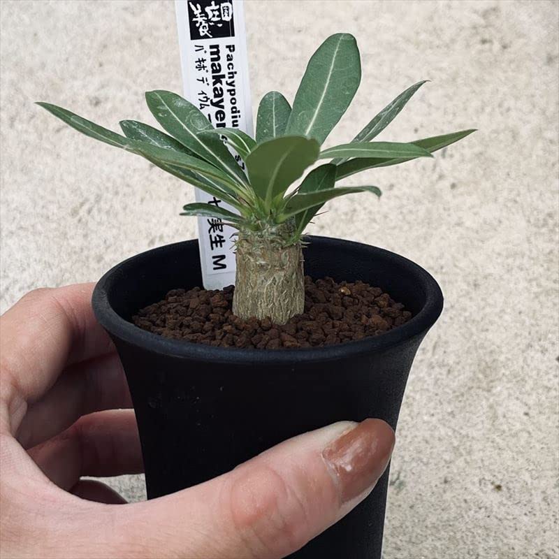 Amazon｜コーデックス：パキポディウム マカイエンセ 実生 M*｜観葉