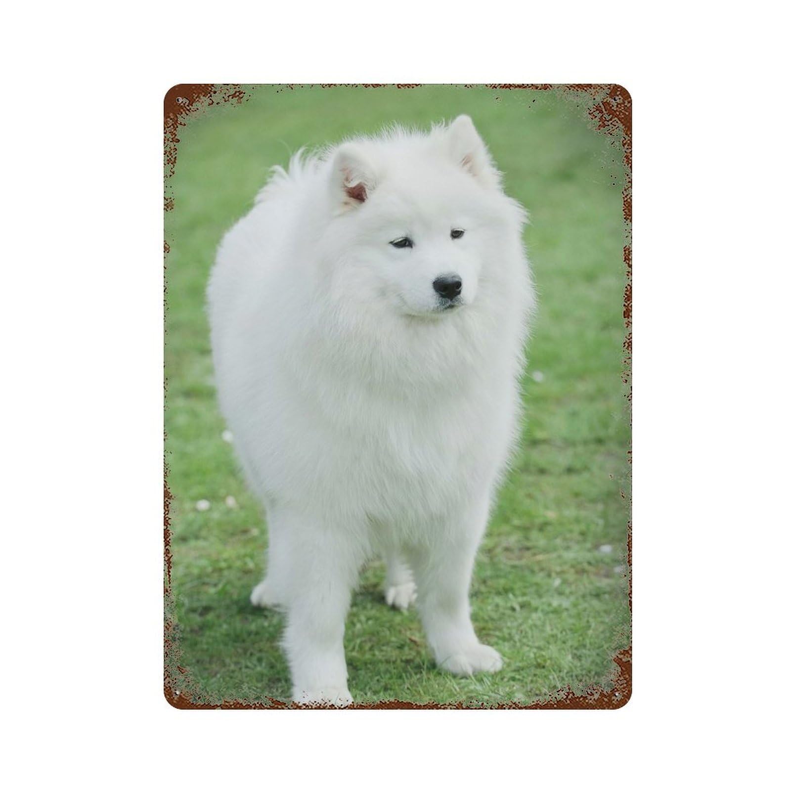 Rust Effect Samoyed Weathered Tin Sign 15.7"x11.8", Shabby Chic Decor for Cafe, Home Bar And Lounge Decor