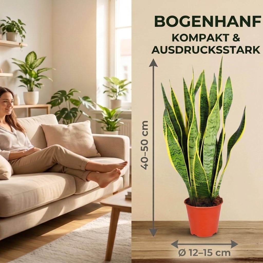 Bogenhanf | 2er-Set | Sansevieria laurentii | ca. 40-50 cm | ø 12-15 cm Topf | Pflegeleichte Zimmerpflanzen für Wohnung und Büro | Qualität vom Pflanzen Profi | Ideale Raumbegrünung